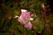 Lord Tarquin rose photo