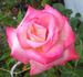 Operetta rose photo