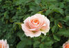 Peach Meillandina rose photo