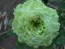 Super Green® rose photo