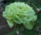 Super Green® rose photo