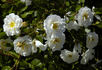 Venice rose photo