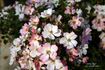 Spring Fever rose photo