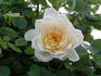 Lemon Pearls rose photo