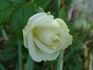 Avalanche+ rose photo
