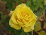 Barock rose photo