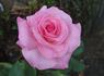 Bridal Shower ™ rose photo