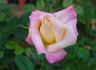 Florence Mayer rose photo