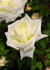 72-04-01 rose photo