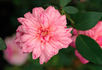 79-04-05 rose photo
