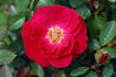 33-03-03 rose photo