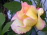 Laura Alexander rose photo