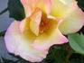 Laura Alexander rose photo