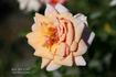 Kiss 'n' Tell rose photo
