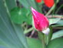 Madame Scipion Cochet rose photo