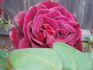 Black Velvet rose photo