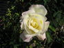 Wedding Song rose photo