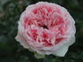 English Sachet ™ rose photo