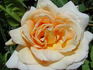 Belle Blonde rose photo