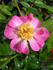 CARXLEB rose photo