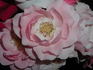 Honey Chile rose photo
