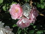 Honey Chile rose photo