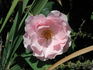 Honey Chile rose photo