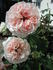 English Sachet ™ rose photo