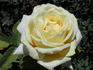 Buttercream rose photo