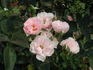 Honey Chile rose photo
