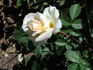 Belle Blonde rose photo