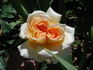 Belle Blonde rose photo