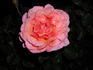 Wild Ginger rose photo