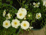 Blossom Blanket rose photo