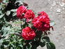 Kassel rose photo
