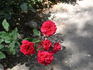 Kassel rose photo