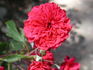 Kassel rose photo