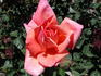 Wild Ginger rose photo