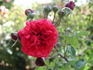 Kassel rose photo