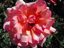 Wild Ginger rose photo