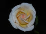 Party Girl ® rose photo