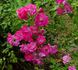 Martha's Vineyard rose photo