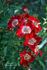 Hoot Owl rose photo