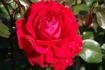 Caramba rose photo