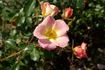My Wild Irish Rose rose photo