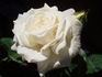 Ice-Girl rose photo