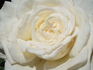 Ice-Girl rose photo