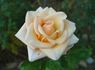Diana rose photo