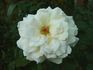 Nana Mouskouri rose photo