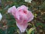 Peggy Lee rose photo